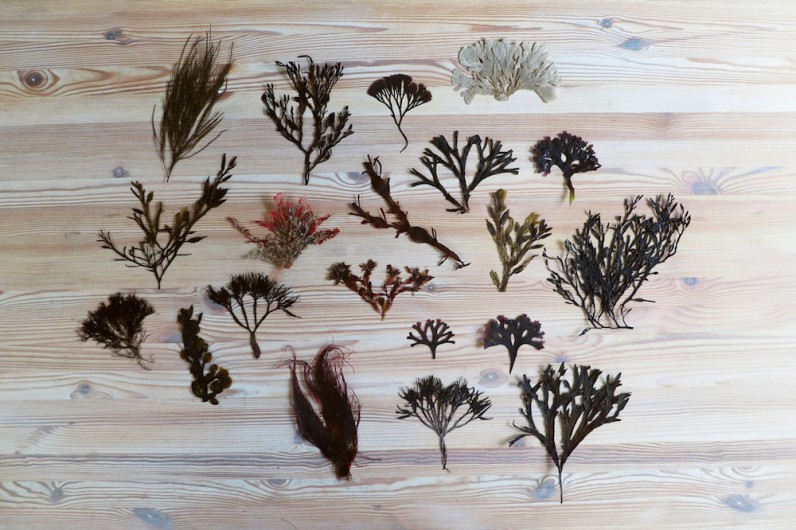 seaweed varieties