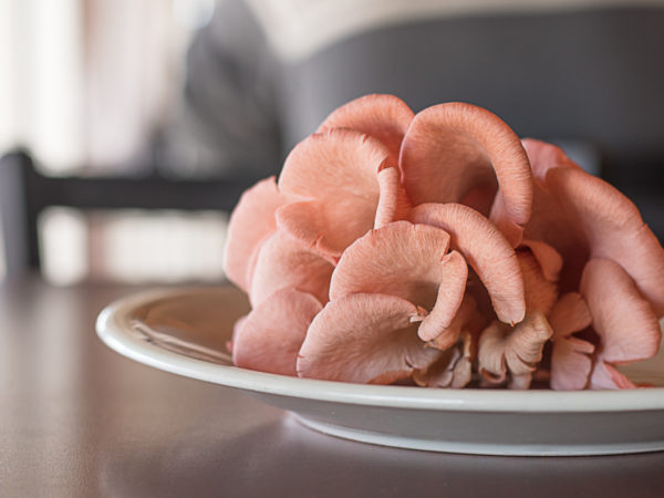 food-design-bacon-mushroom
