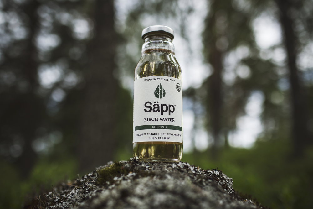 birch-water-sapp