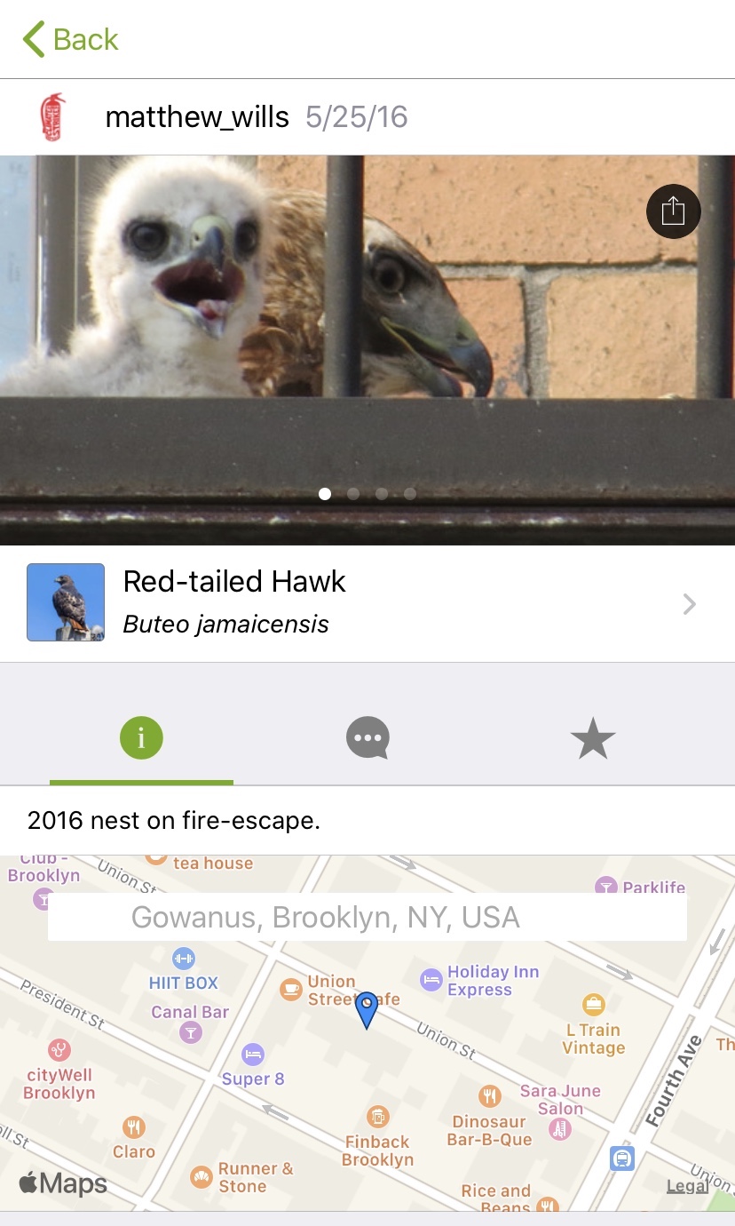 iNaturalist app in Brooklyn shows a baby hawk. 