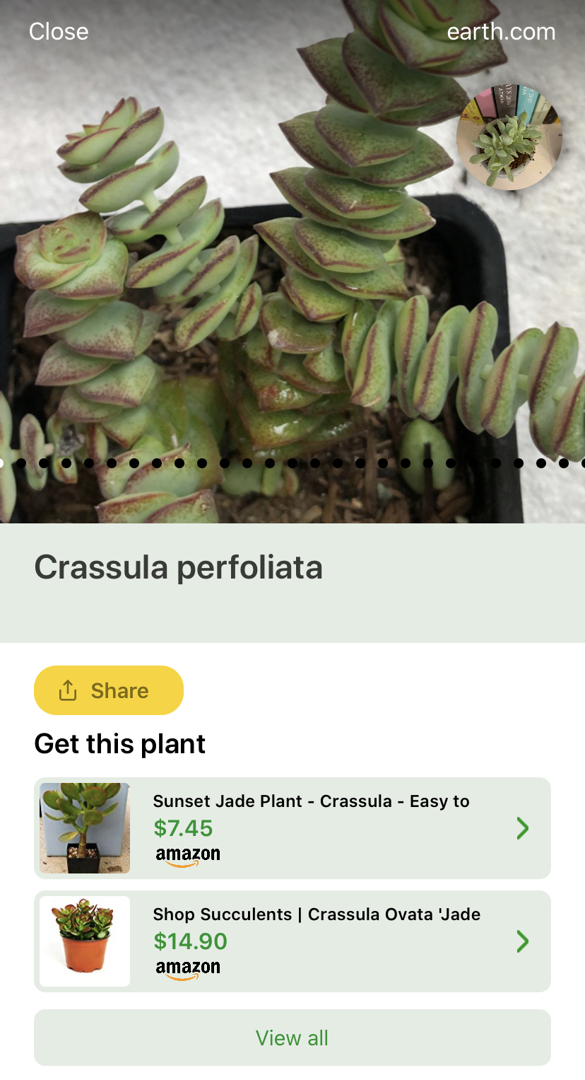 PlantSnap app identifies a household succulent. 