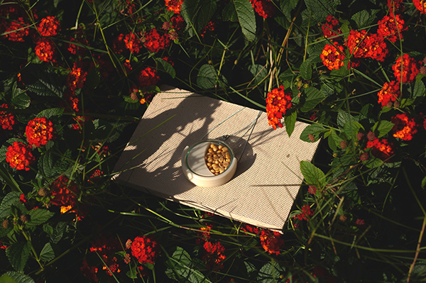 A picture of the domingo necklace on a piece of cardboard amongst red flowers. The circular necklace pendant holds the soybeans and fungus, ready to begin fermenting.