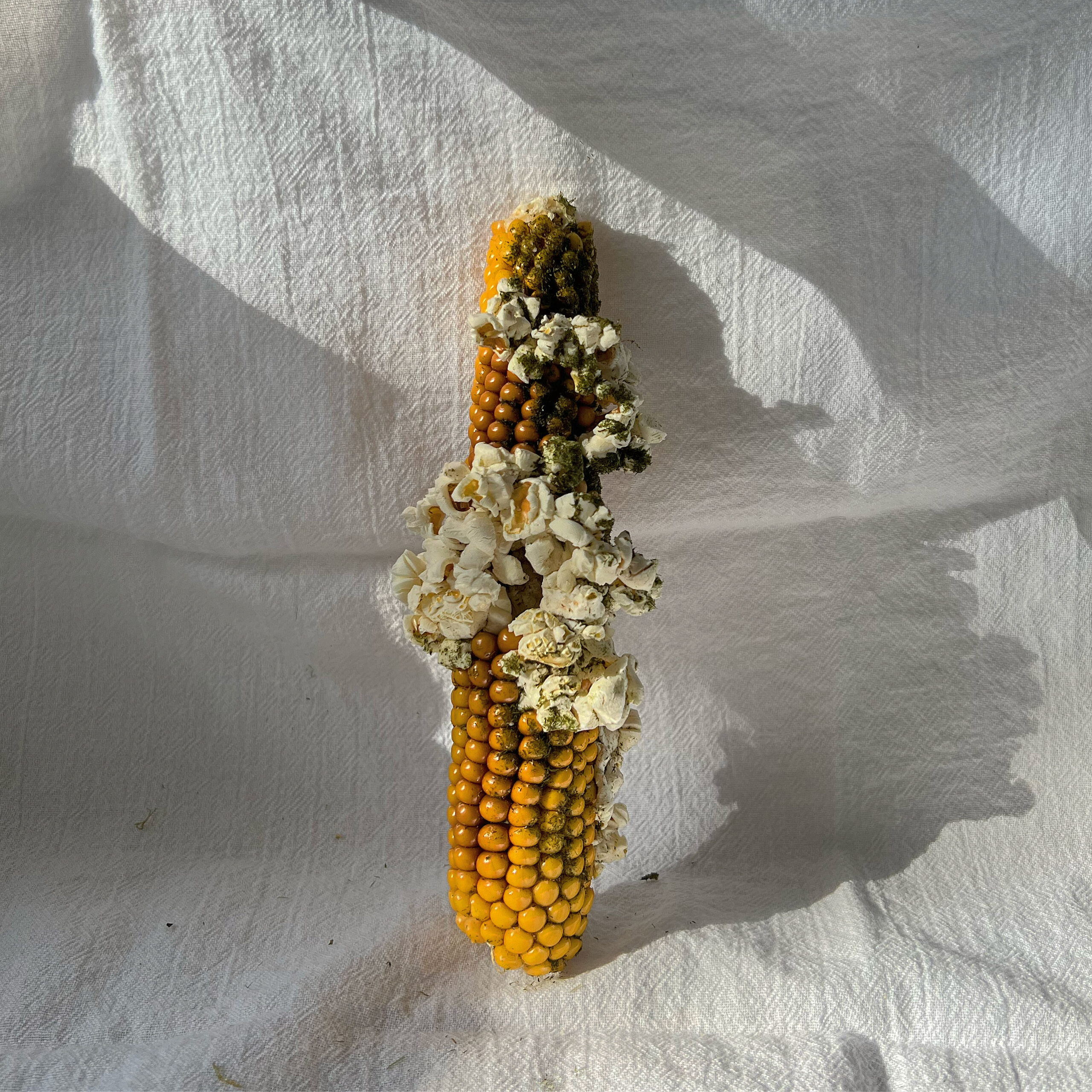 A yellow corn cob stands against a white background, a handful of kernels have popped so that popped corn appears sporadically on the cob.