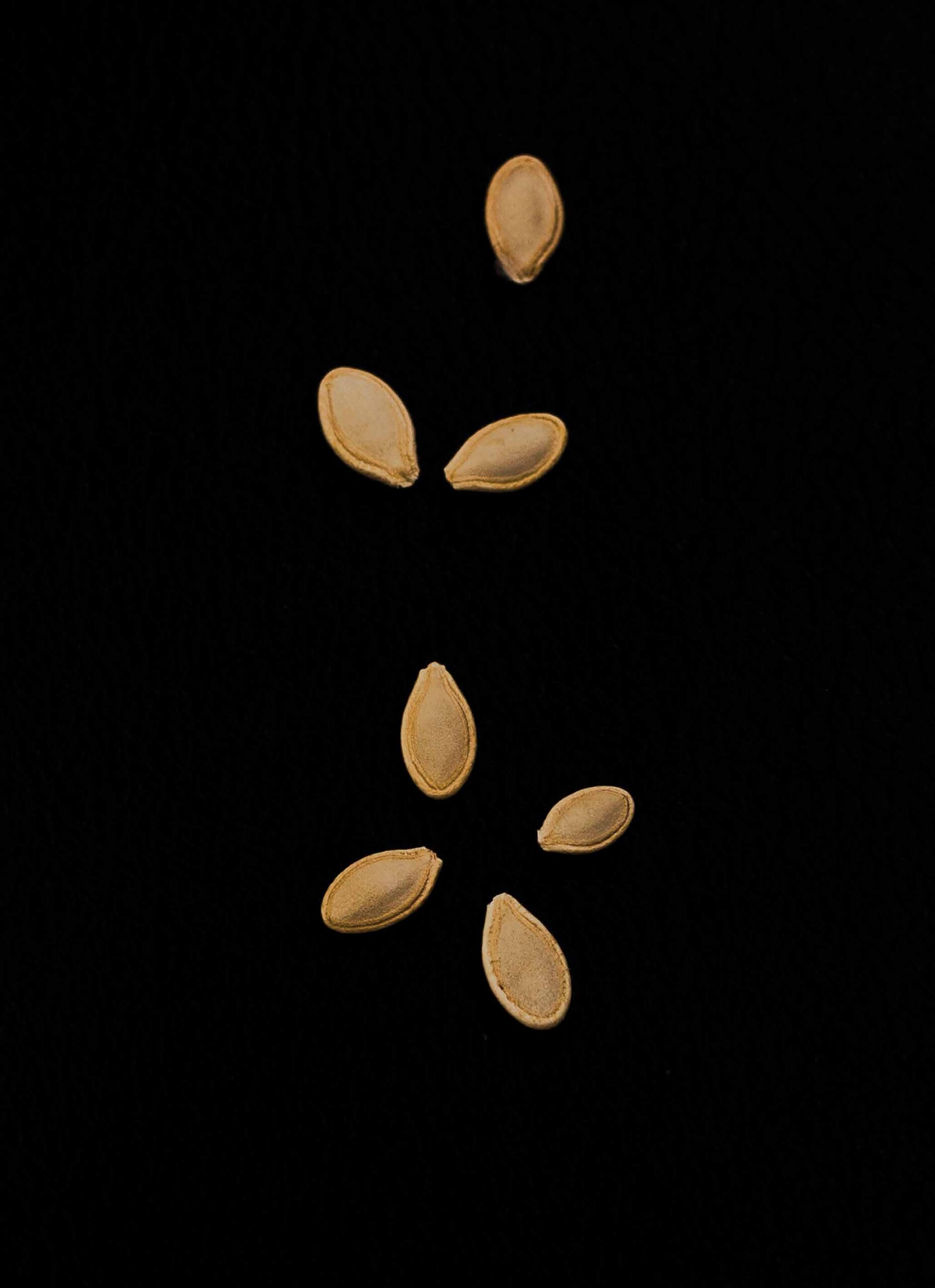 A black background with seven beige oval seeds laid out on it.