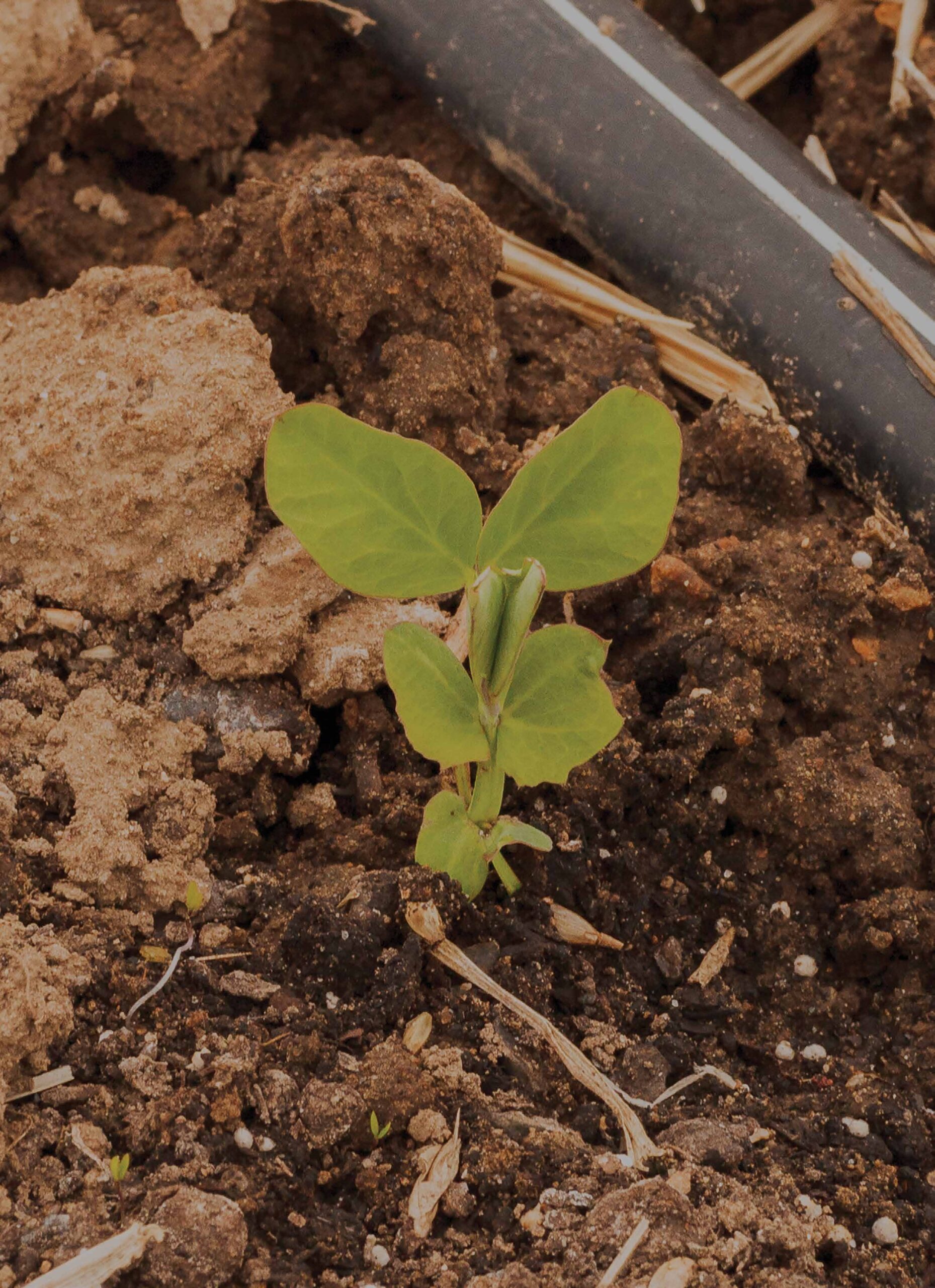 A picture of a seedling sprouting out of soil.