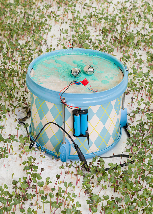 A child's toy drum sits in a bed of green seedlings. A pair of bells sit on top of the drum, which is connected to a battery pack. 