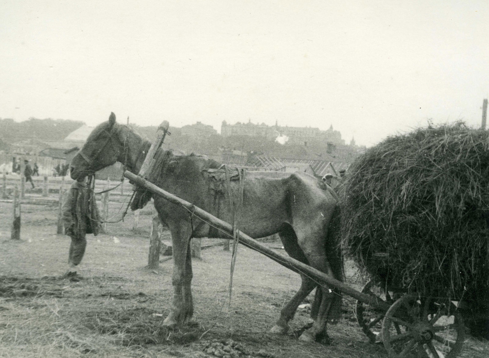 A black and white of a photo with its ribs showing, hooked up to a cart filled with plant matter.