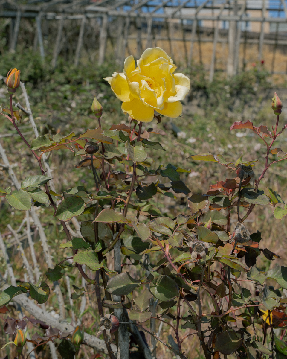 A yellow rose on a rosebush is in the foreground while a greenhouse structure is in the foreground.