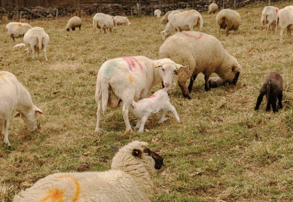 Photo of sheep and goats with a baby lamb suckling on its mother.