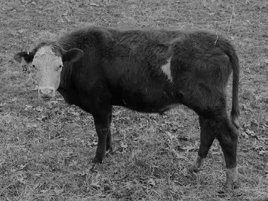 Black and white photo of a cow.