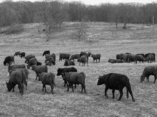 Black and white photo of a herd of cows.