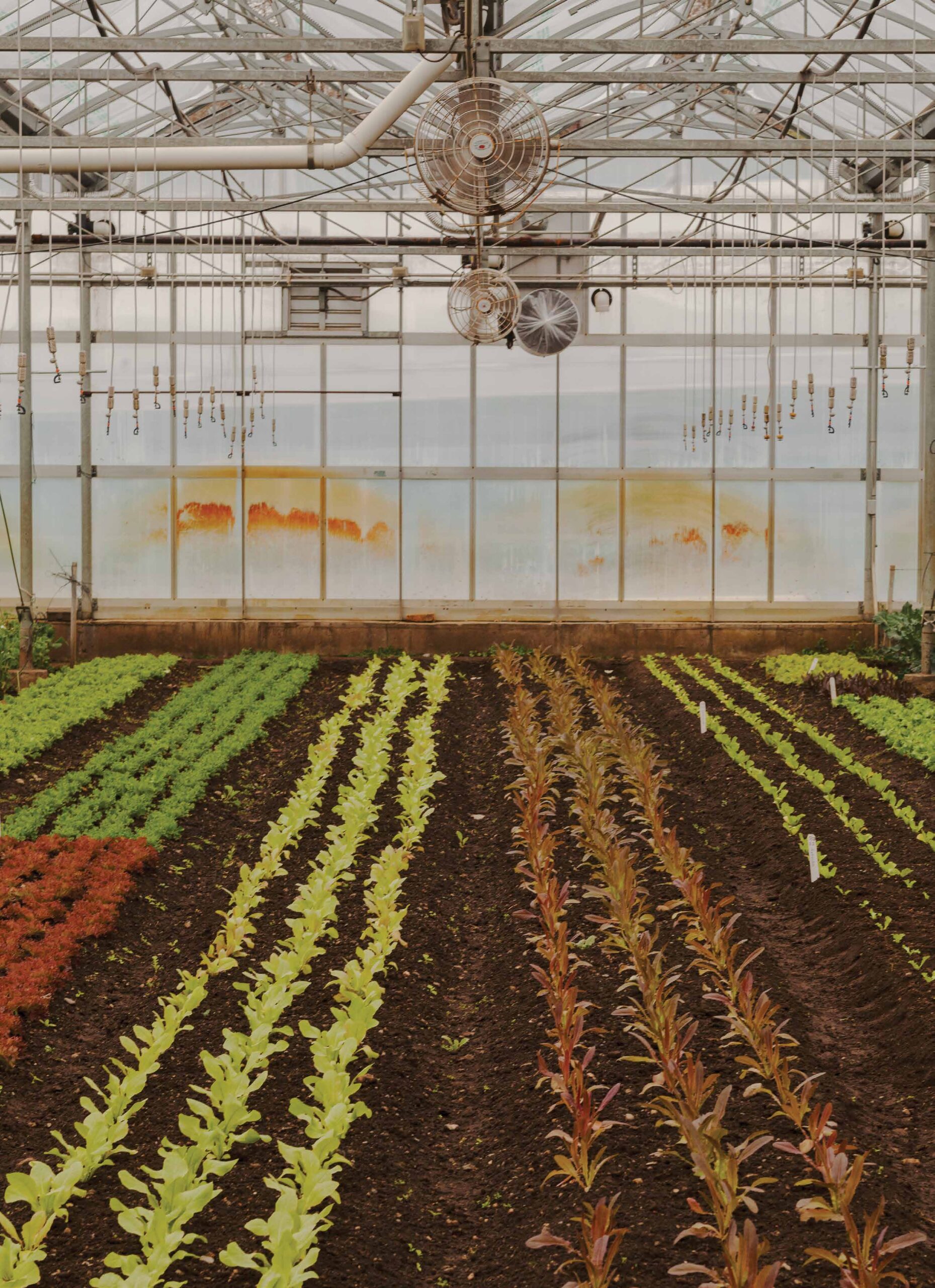 Photo of a greenhouse with different coloured crops growing.