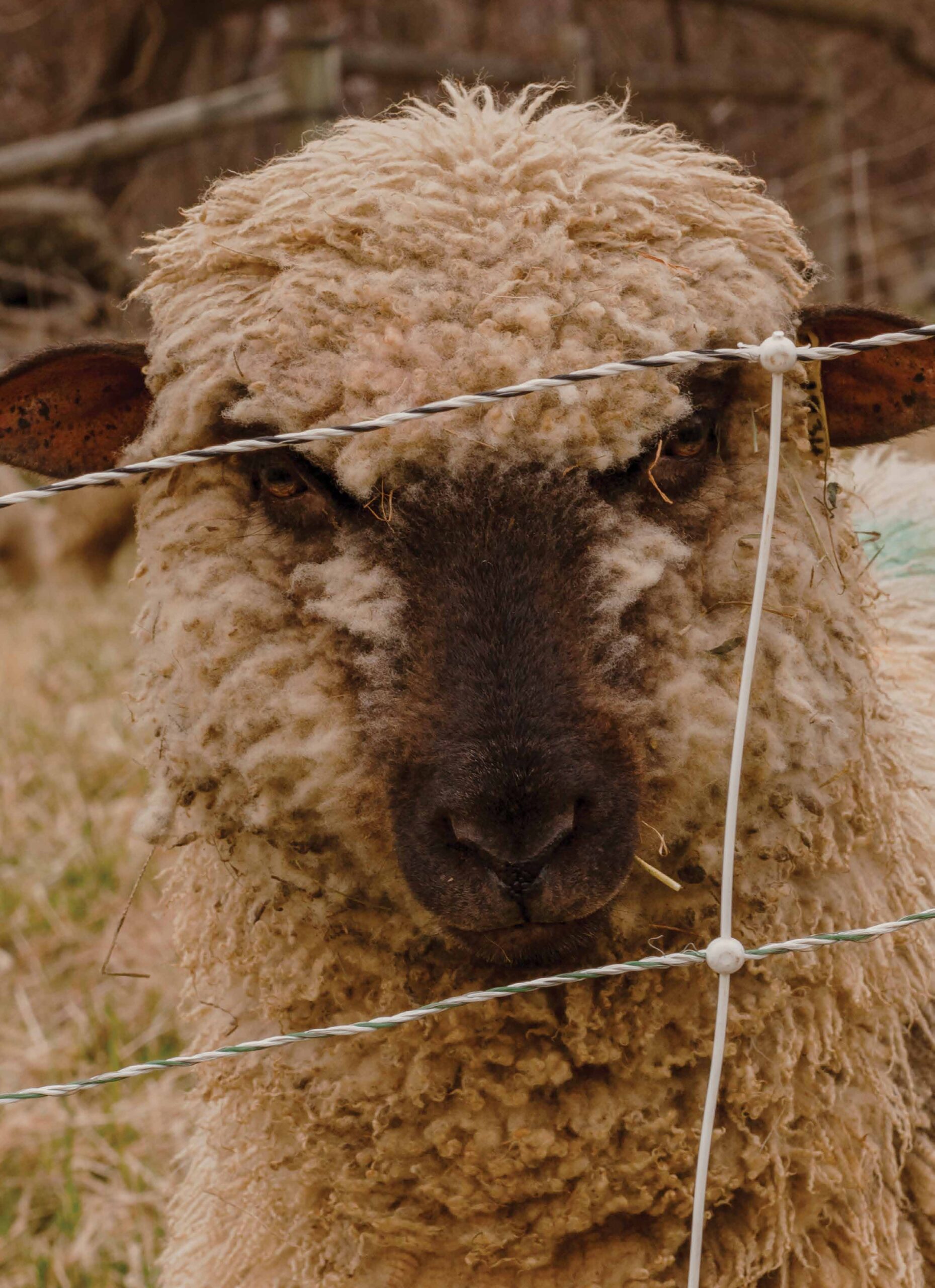 Photo of the close of up of a sheep.