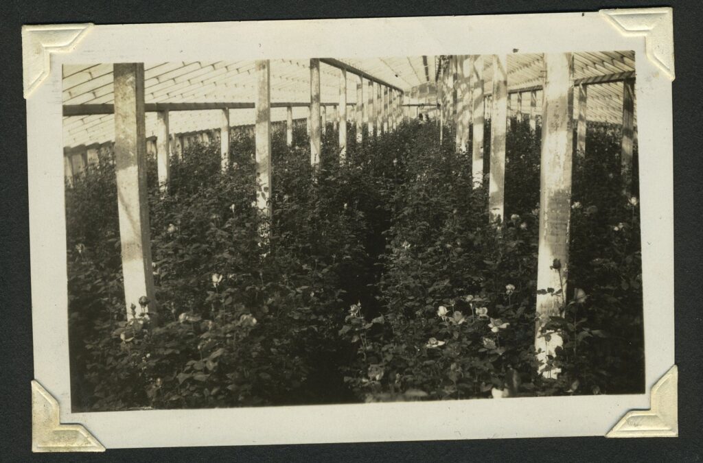 A  black and white photograph of sun-dappled greenhouses shading rows of rose bushes.