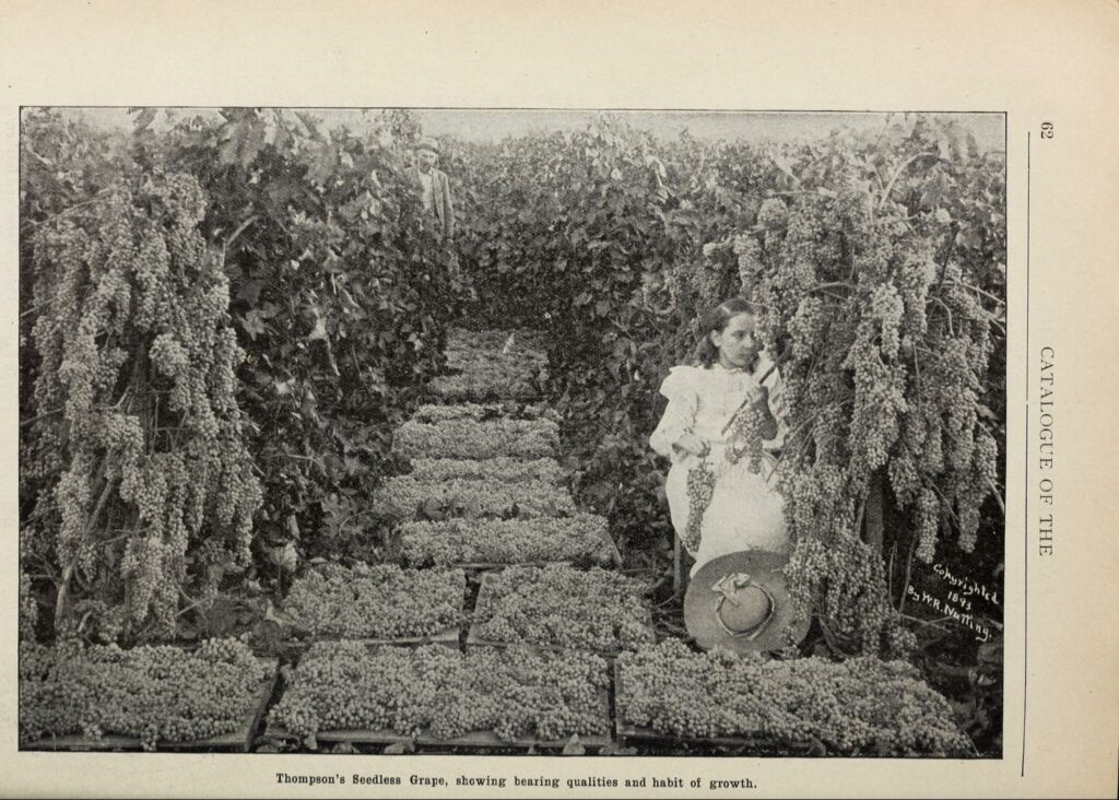 A sepia-toned image of a young woman in the foreground surrounded by grape vines and pallets of harvested grapes. 