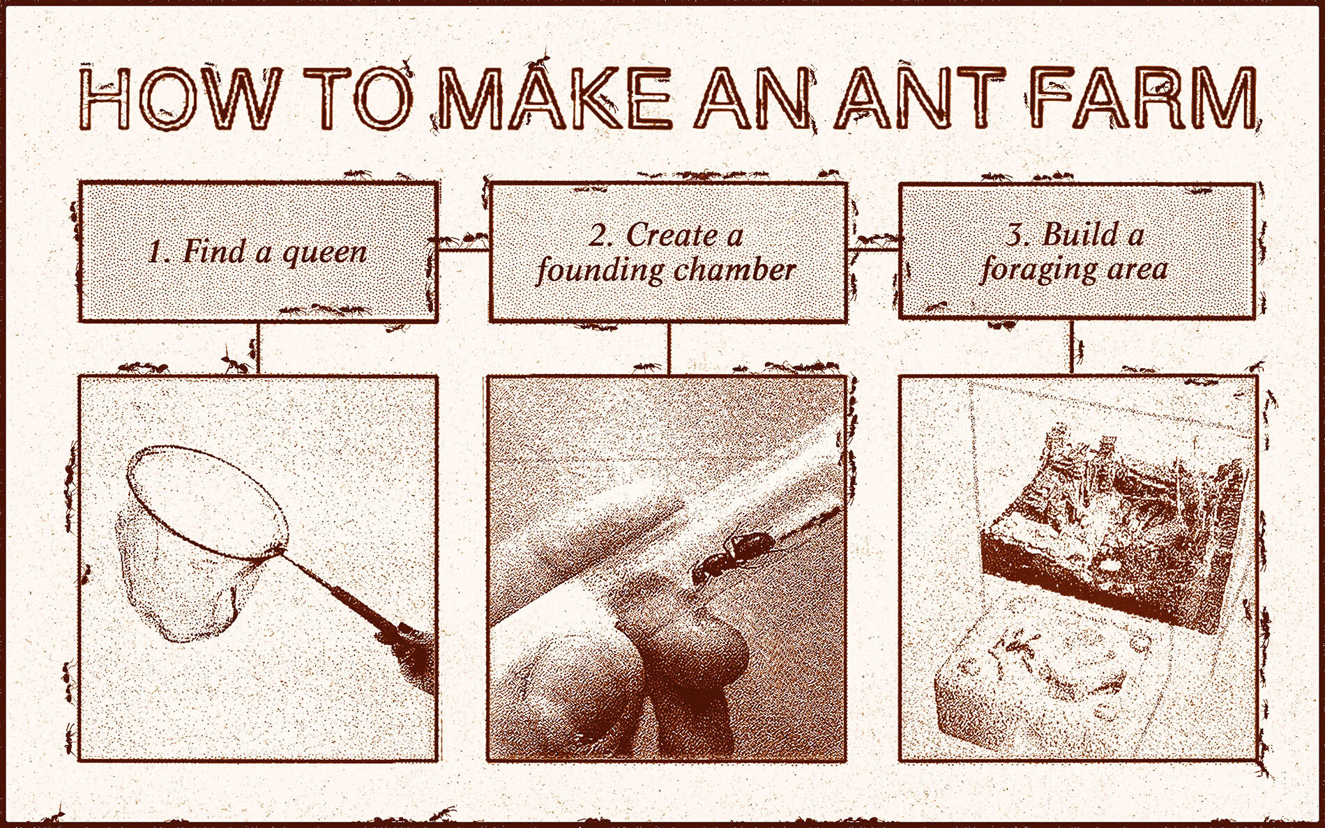 An infographic titled How to Make an Ant Farm, with three steps (Find a queen, Create a founding chamber, build a foraging area), and three images assocaited with it. The graphic has miniscule ants crawling over it.