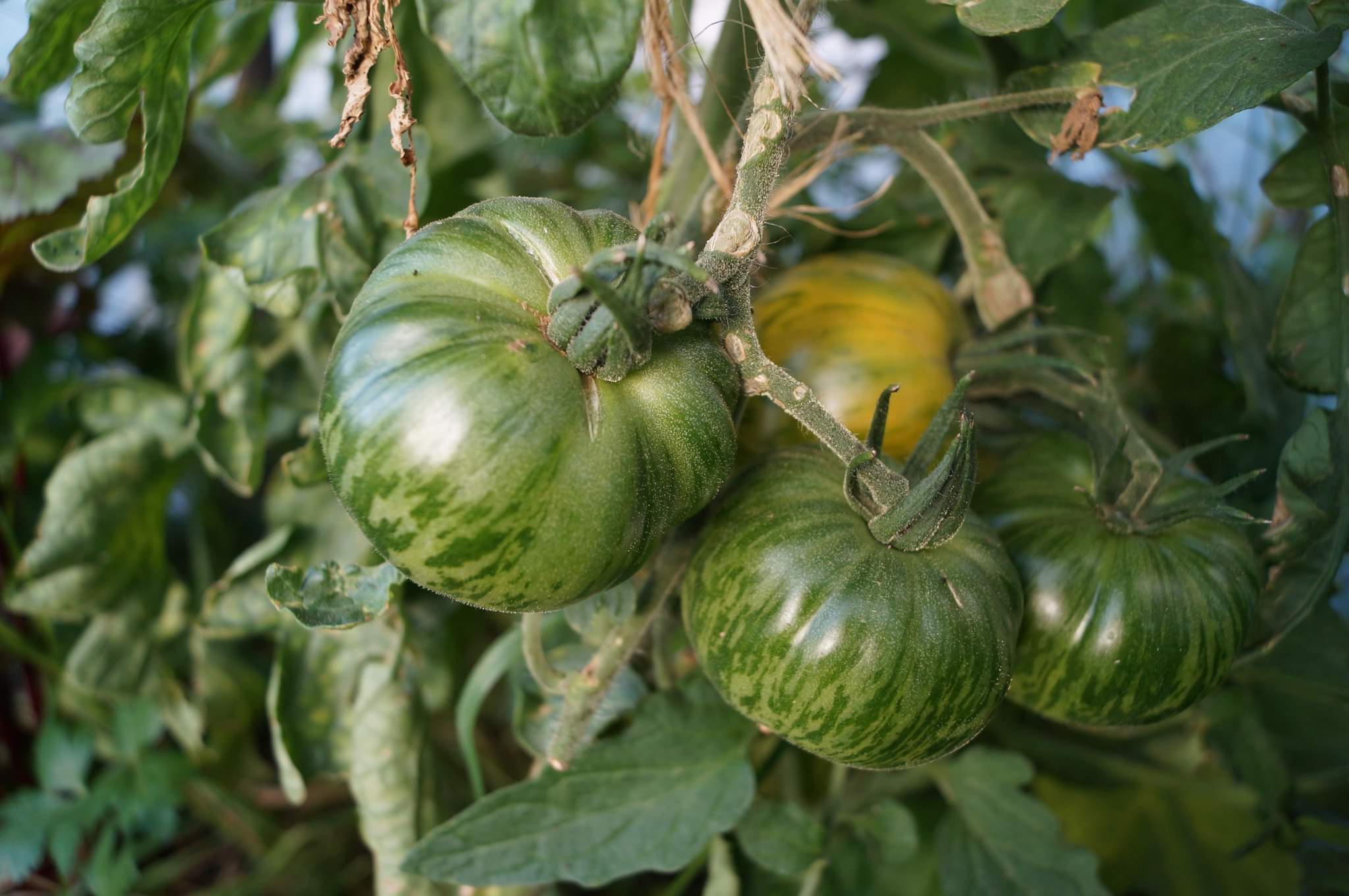 Four green tomatoes sit nestle in a bed of vines. Three of the tomatoes are speckled green, one in the back is turning a goldenrod yellow color