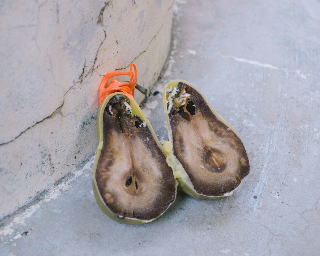 A rotten pear preserved with a beeswax casing lays cut open in half on a concrete ground. On the stem of the pear is an orange thread.