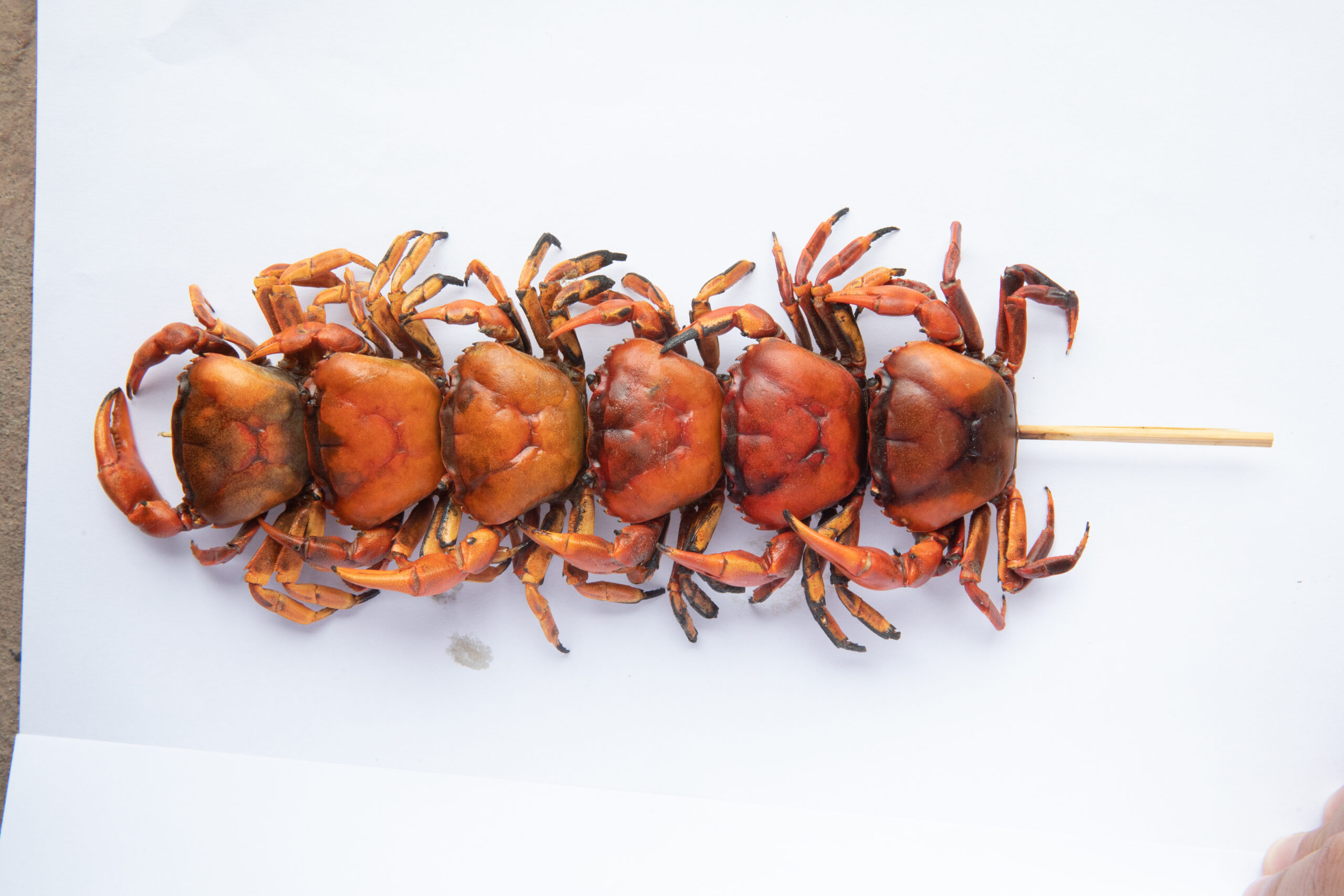 Six small red-shelled crabs stacked on a wooden skewer.