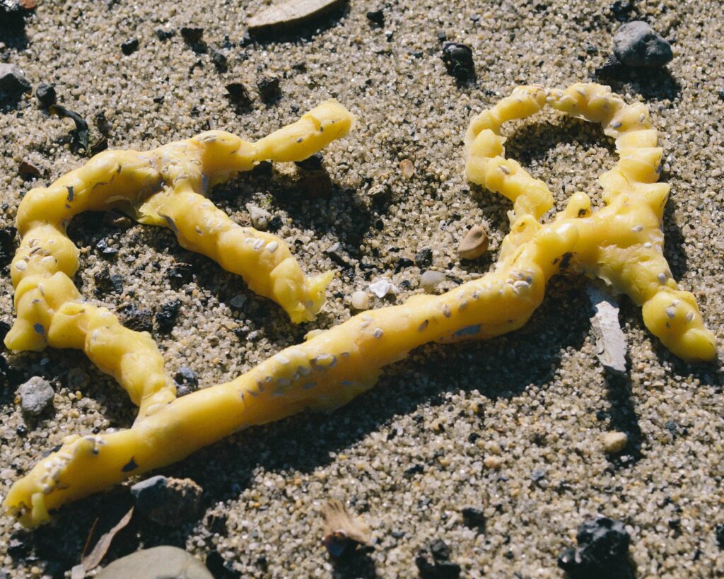 Bumpy lines of beeswax sit on a sandy shore. 