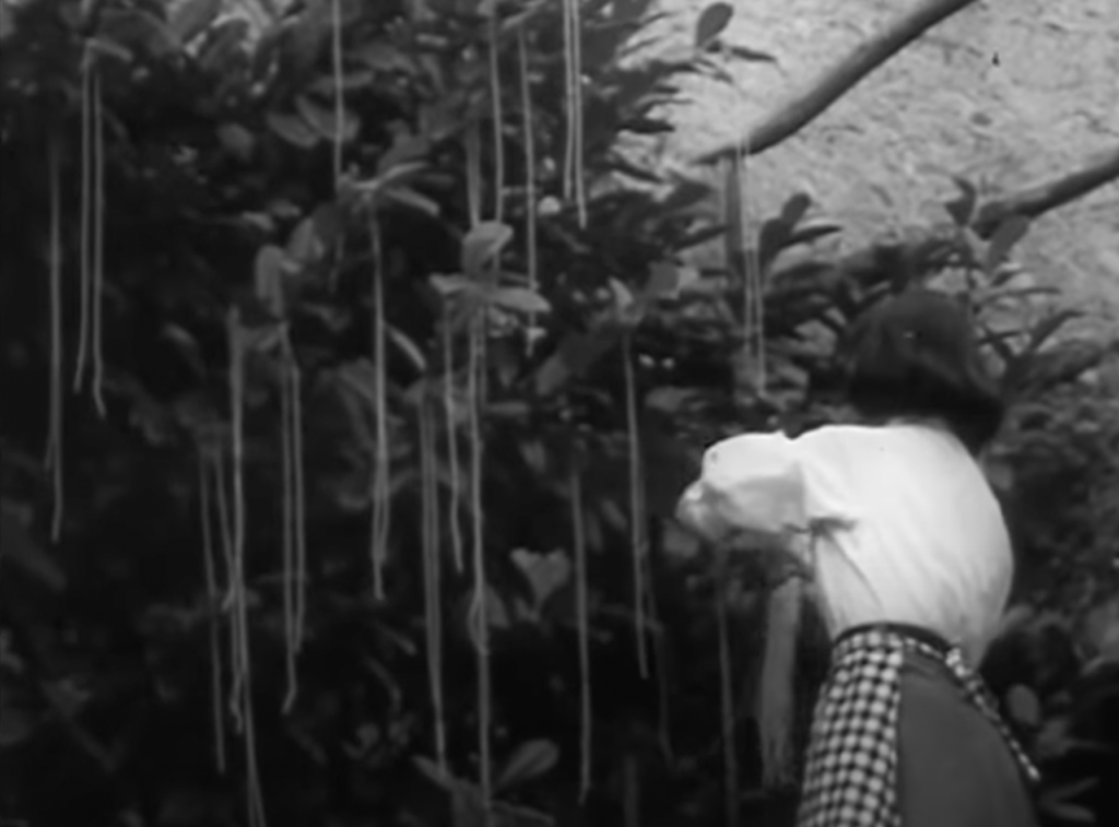 A black and white photograph of a woman with short hair and a white blouse standing with her back to the camera. She is wearing a checkered apron and is shown to be touching long strands of noodles that hang from a leafy tree. 