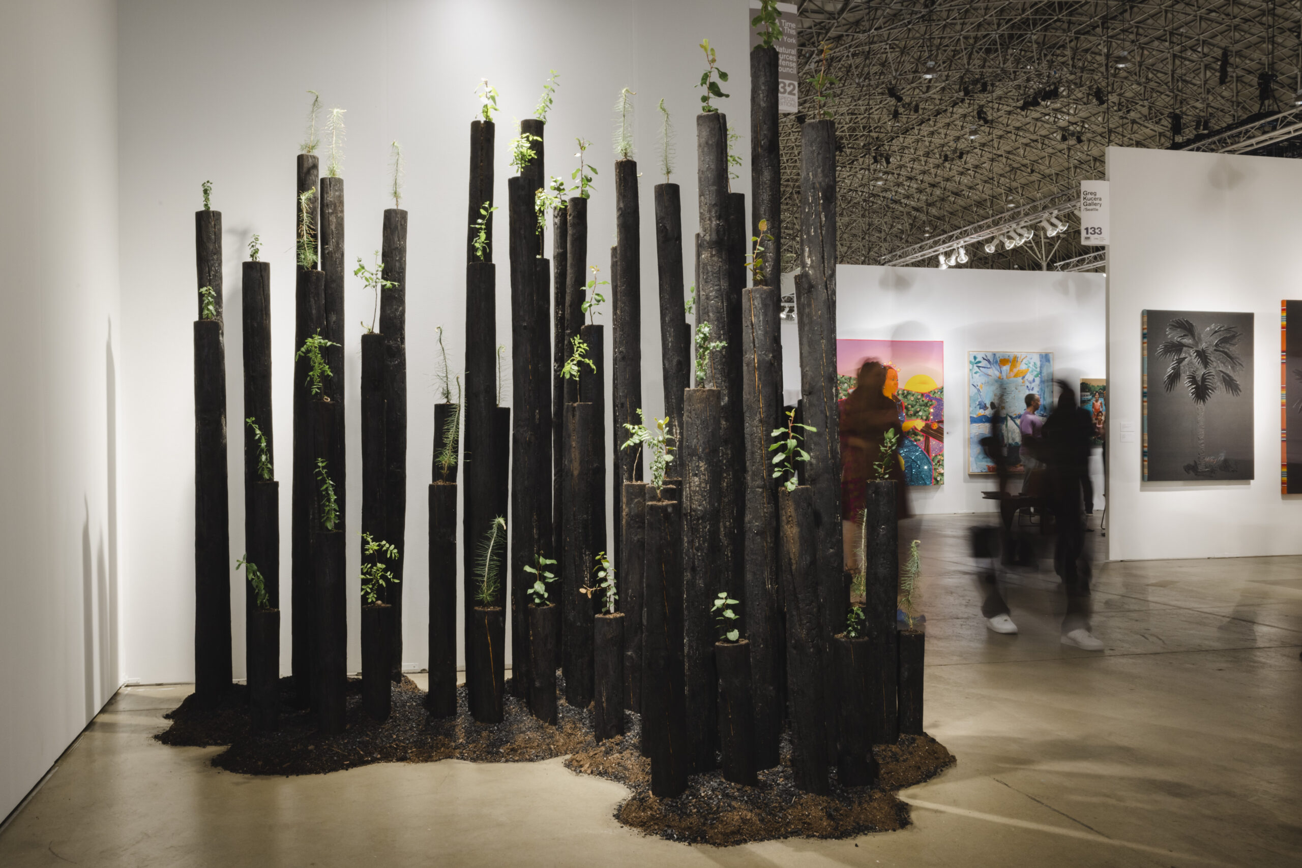 Blackened tree trunks stand in a cluster, from their flat tops small green tender saplings sprout.