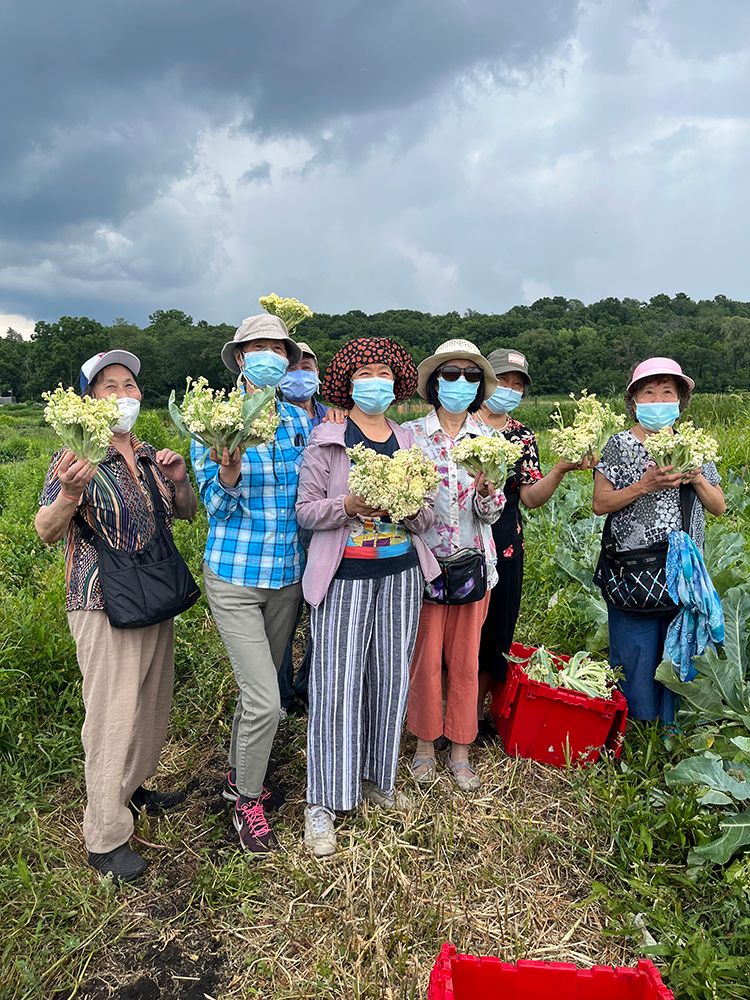 A group of elderly Chinese individuals hold up cauliflower florets as they stand amidst vegetable beds on a farm.