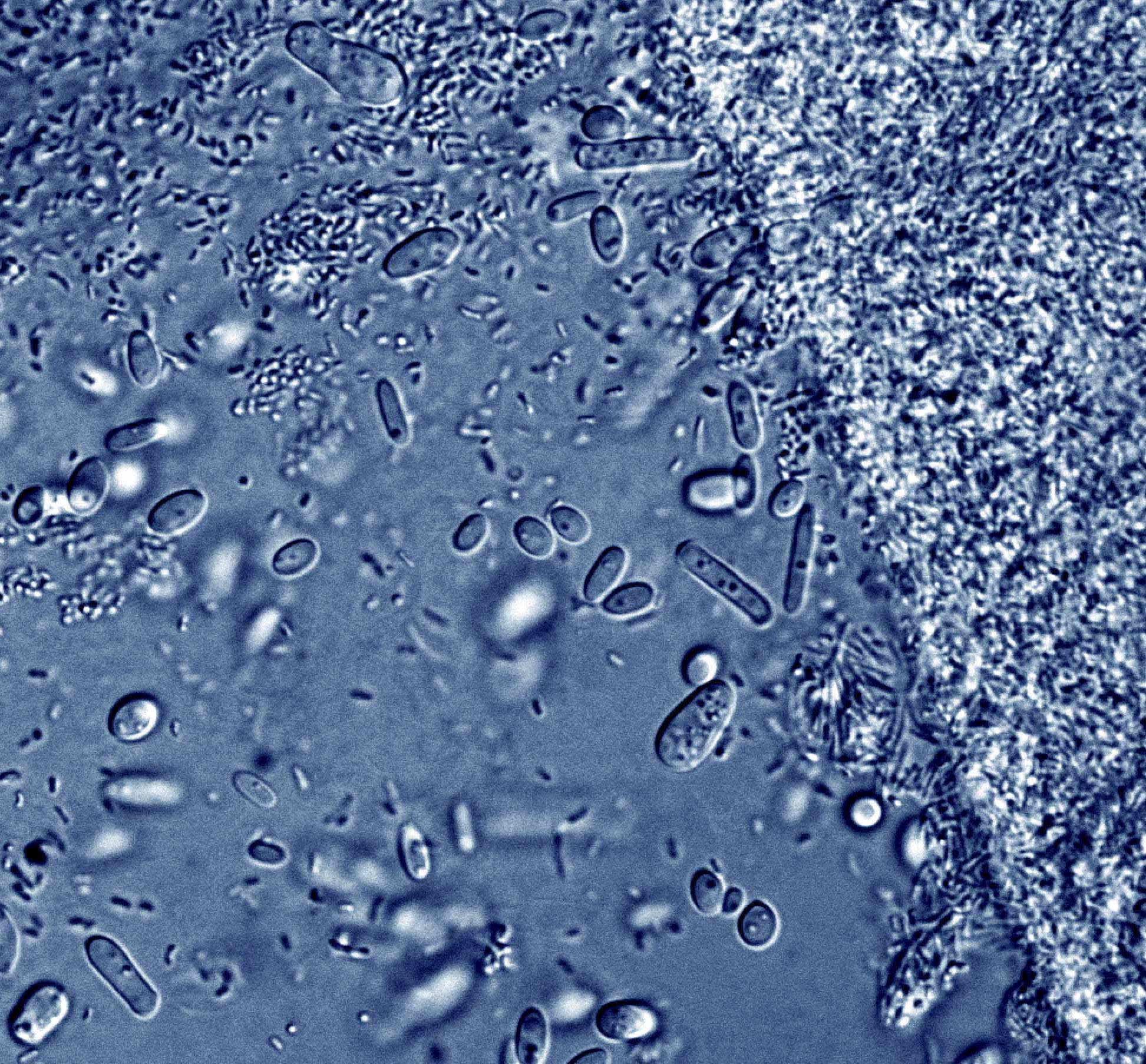 A blue and white microscopic rendering of the bacteria in a Kombucha SCOBY.