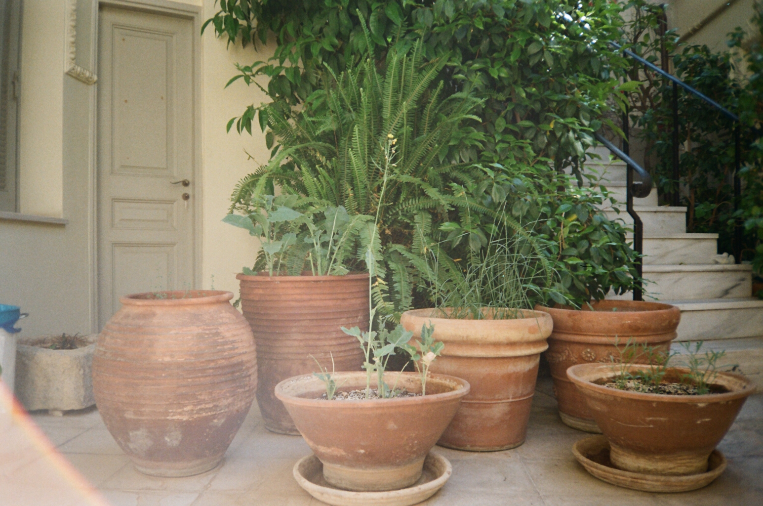 Terracotta pots holding luscious green plants sit at the bottom of a stairwell.