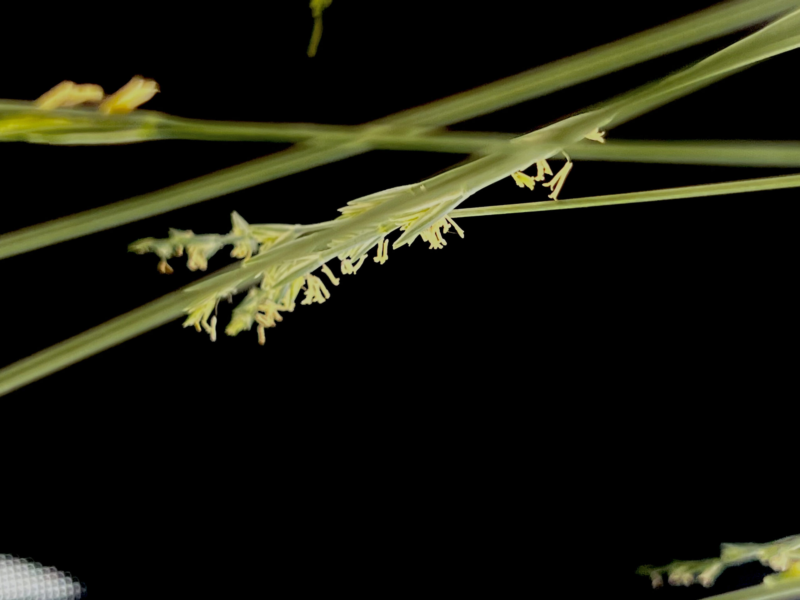 A close up image of veridian grasses against a black background.