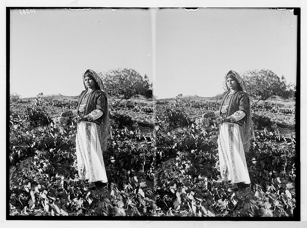 Two images of a Palestinian woman harvesting from a grape vine in Palestine.