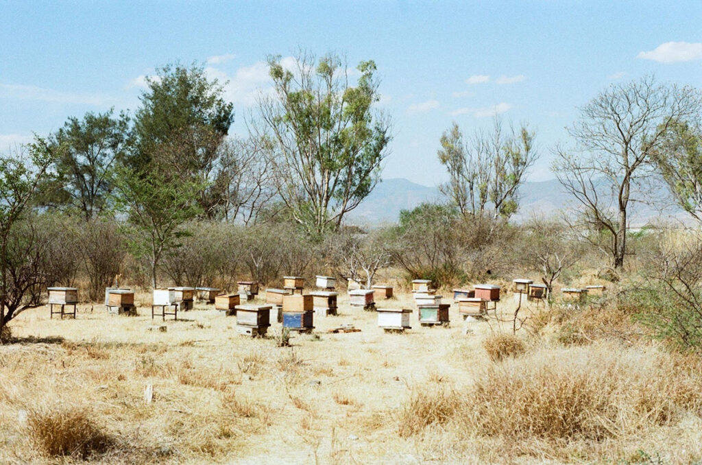 A cluster of beehives sits in the Oaxaca desert.