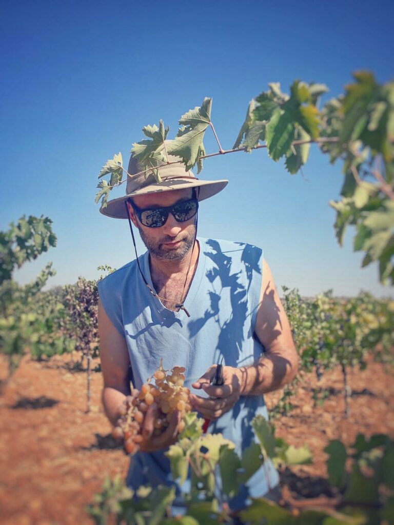 A man wearing a sunhat and sunglasses holds a grape in his hands in a vineyard.