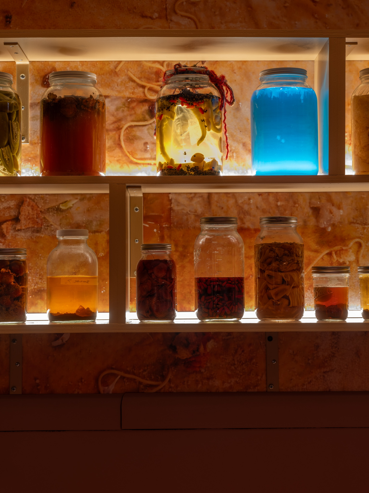 Backlit shelves with mason jars of varying sizes filled with fermented liquids.