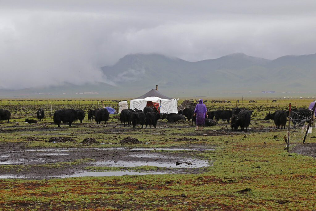 Flat wetland pasture, with yaks and herders gathered around a pitched tent. 