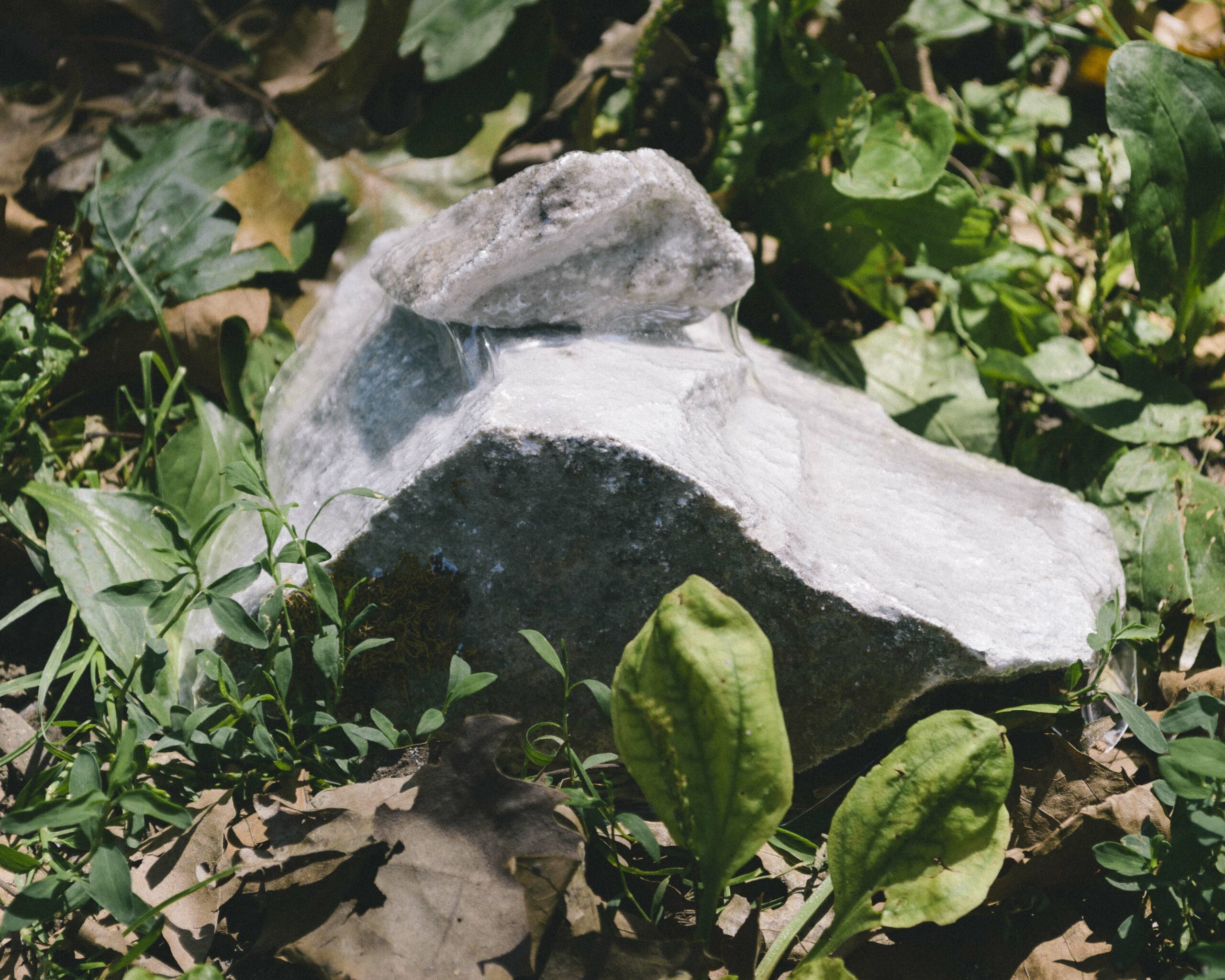 Two rocks, vacuum sealed together in a coating of plastic sit amongst green plants.