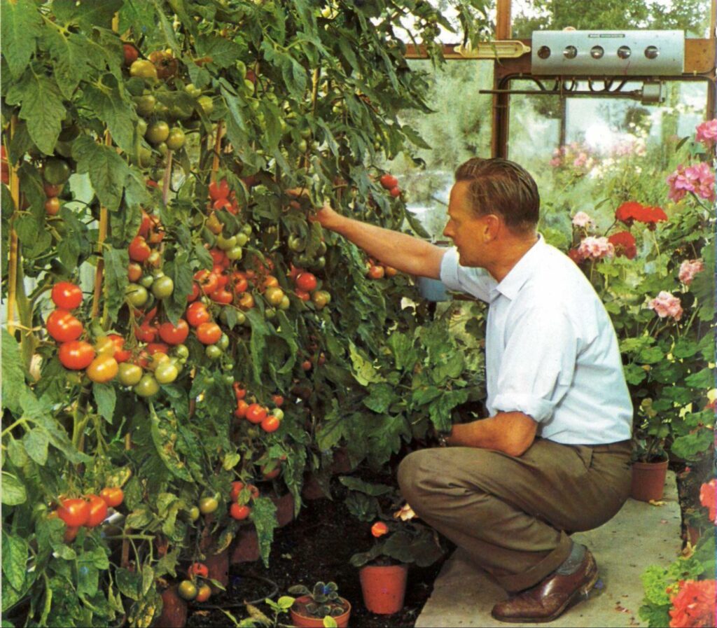 A man crouches near trellises of large tomatoes. 