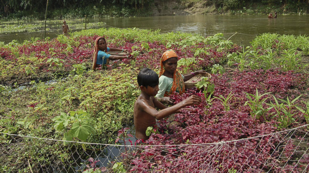 Three individuals stand in waist deep waters tending to floating garden beds.