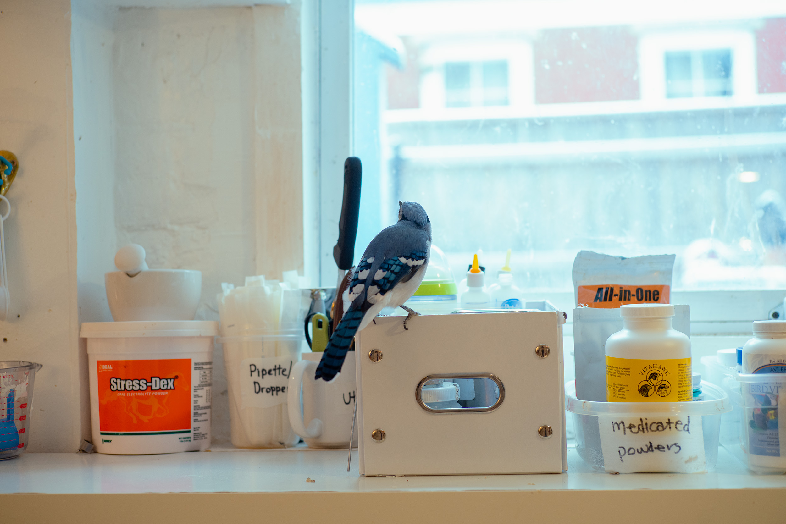 A bluejay perches on the edge of a white box sitting on a window sill. It peers out the window.